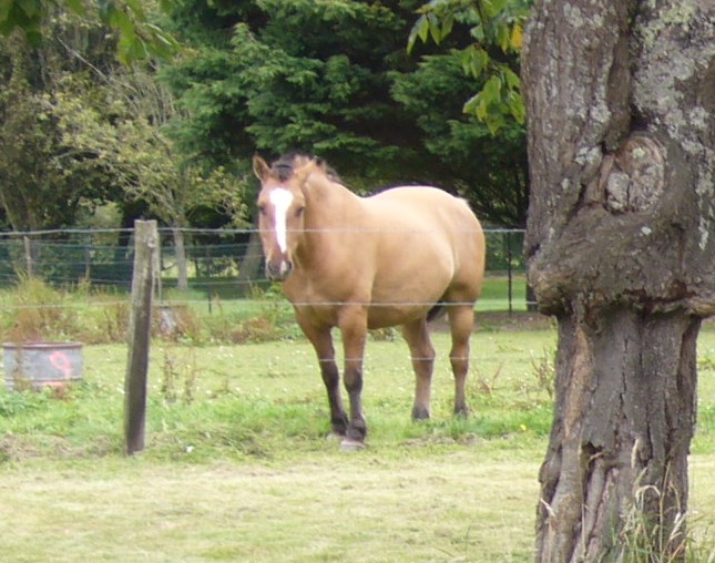 pony.jpg