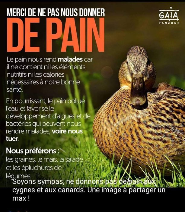 pas de pain.jpg
