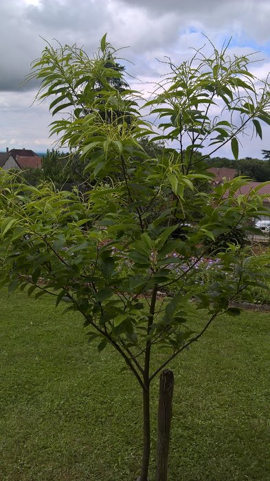 Châtaignier en fleurs 1er juin 2018.jpg