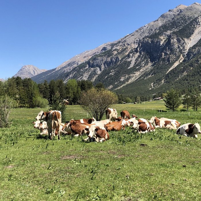 Vaches.jpg