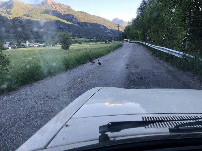 Canards.jpg