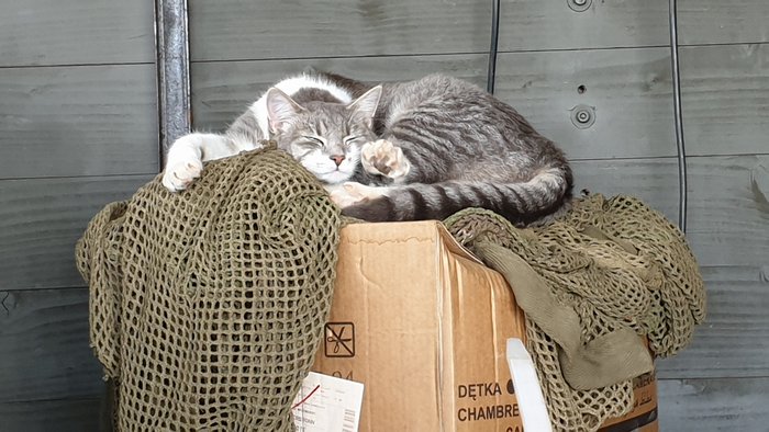 chat[1].jpg