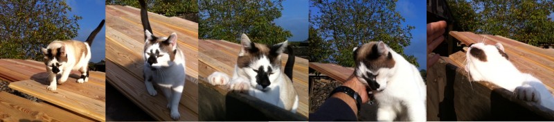 chat(1).jpg