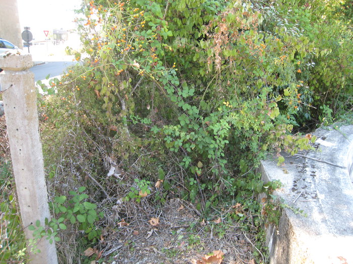 IMG_2869.JPG