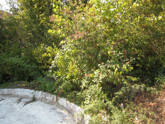IMG_2871.JPG
