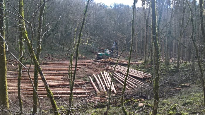 Bois coupe 8 février 2021.jpg