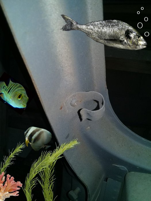 fish.jpg