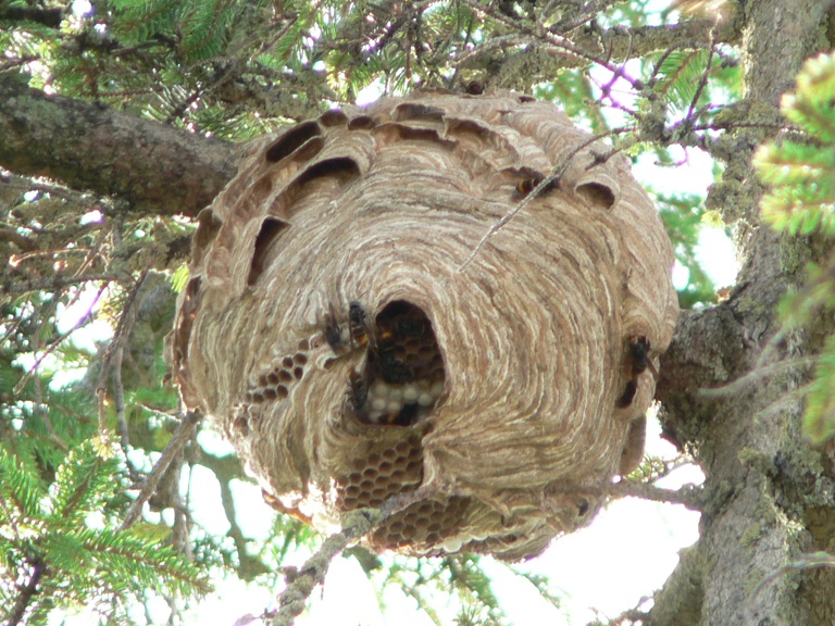 P1160358 - Copie.JPG